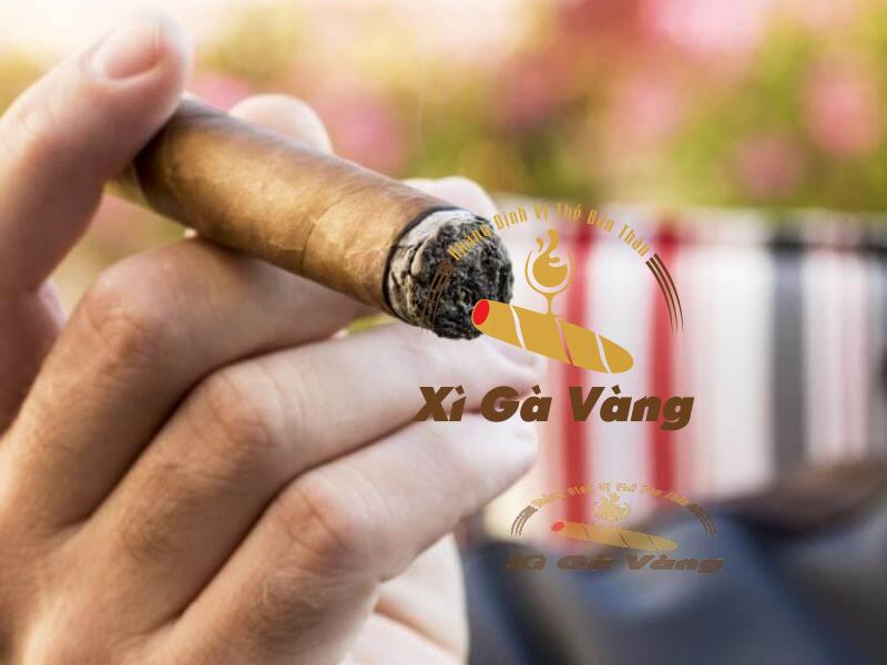 Thưởng thức hương vị của cigar My Father
